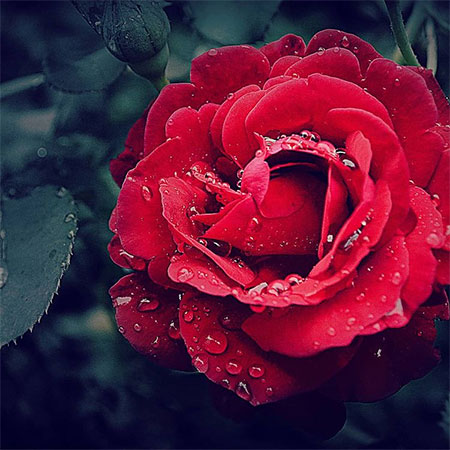 دانلود آهنگ گلم را میبرن سعید کریمی